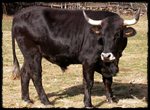 Vaca Serrana Negra (Quintanar de la Sierra, Burgos)